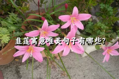 韭莲寓意唯美句子有哪些？