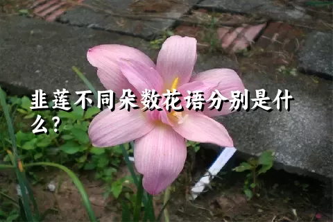 韭莲不同朵数花语分别是什么？