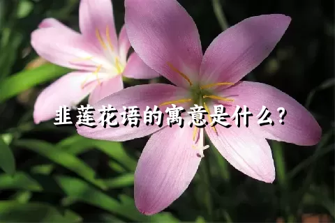 韭莲花语的寓意是什么？