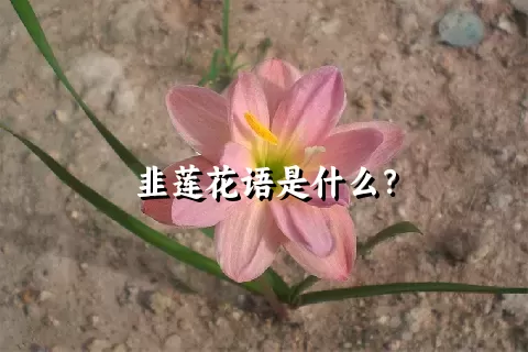 韭莲花语是什么？