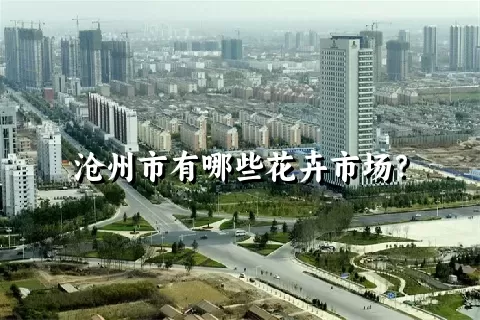 沧州市有哪些花卉市场？