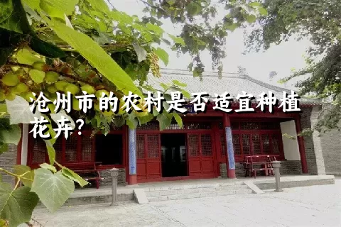 沧州市的农村是否适宜种植花卉？