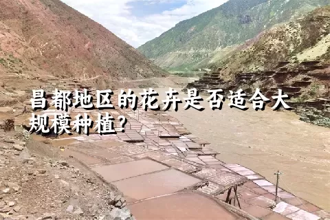 昌都地区的花卉是否适合大规模种植？