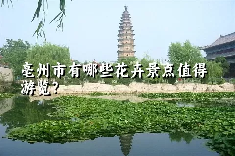 亳州市有哪些花卉景点值得游览？