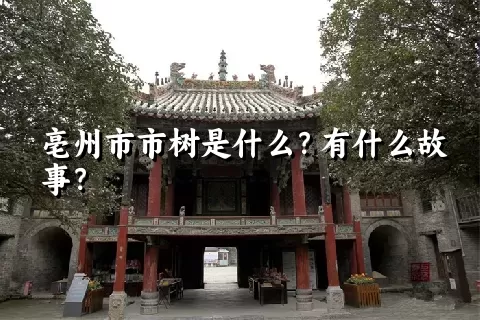 亳州市市树是什么？有什么故事？