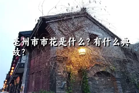 亳州市市花是什么？有什么典故？