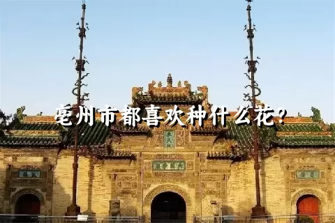 亳州市都喜欢种什么花？