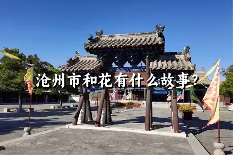 沧州市和花有什么故事？