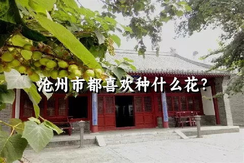 沧州市都喜欢种什么花？