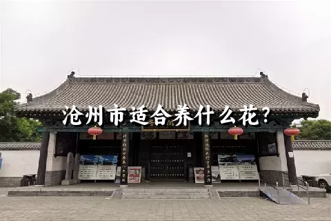 沧州市适合养什么花？