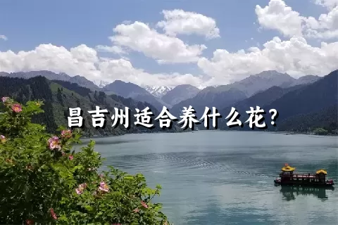 昌吉州适合养什么花？