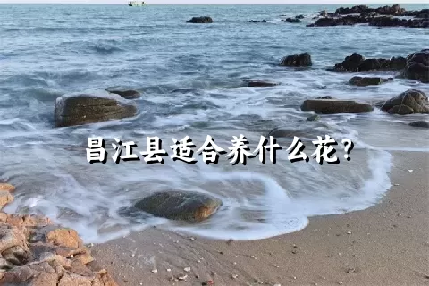 昌江县适合养什么花？