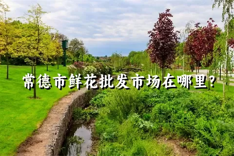 常德市鲜花批发市场在哪里？