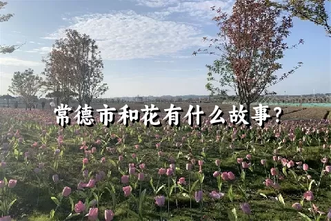 常德市和花有什么故事？