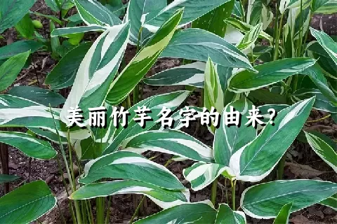 美丽竹芋名字的由来？