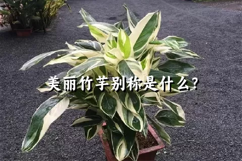 美丽竹芋别称是什么？