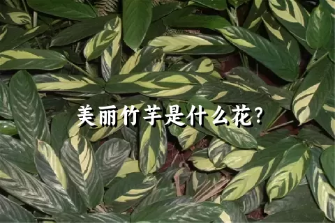 美丽竹芋是什么花？