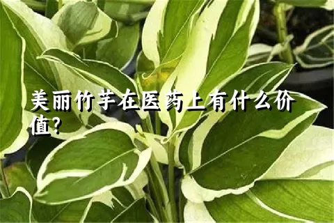 美丽竹芋在医药上有什么价值？