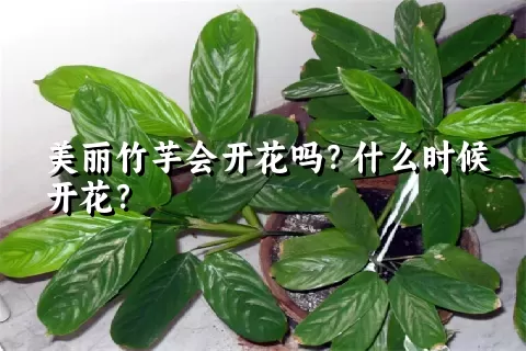 美丽竹芋会开花吗？什么时候开花？