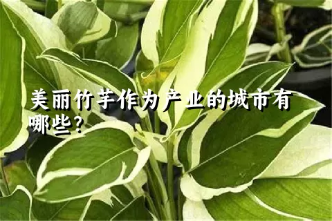 美丽竹芋作为产业的城市有哪些？