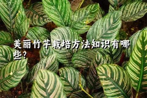 美丽竹芋栽培方法知识有哪些？