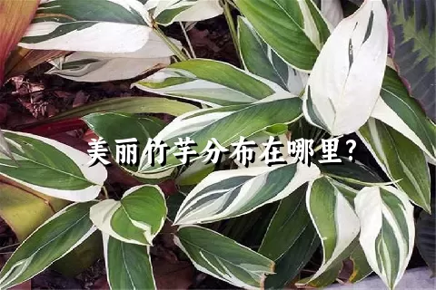 美丽竹芋分布在哪里?