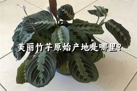 美丽竹芋原始产地是哪里？