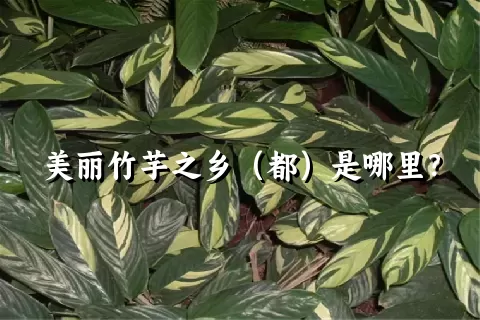 美丽竹芋之乡（都）是哪里？