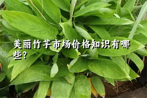 美丽竹芋市场价格知识有哪些？