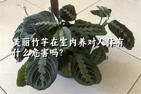 美丽竹芋在室内养对人体有什么危害吗？