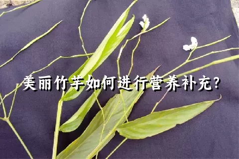 美丽竹芋如何进行营养补充？