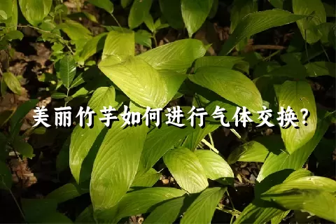 美丽竹芋如何进行气体交换？