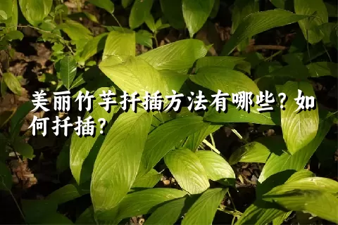 美丽竹芋扦插方法有哪些？如何扦插？