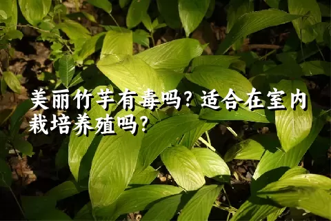 美丽竹芋有毒吗？适合在室内栽培养殖吗？