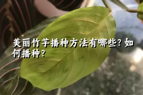 美丽竹芋播种方法有哪些？如何播种？