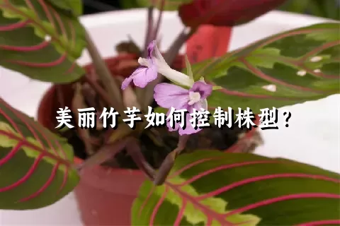 美丽竹芋如何控制株型？