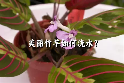 美丽竹芋如何浇水？