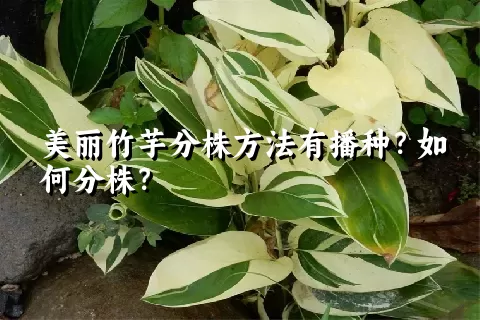 美丽竹芋分株方法有播种？如何分株？