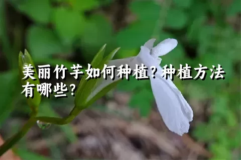 美丽竹芋如何种植？种植方法有哪些？