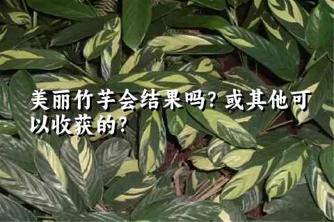 美丽竹芋会结果吗？或其他可以收获的？