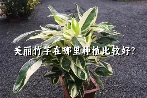 美丽竹芋在哪里种植比较好？