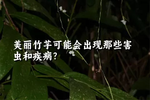 美丽竹芋可能会出现那些害虫和疾病？