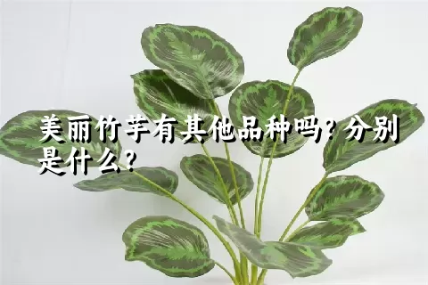 美丽竹芋有其他品种吗？分别是什么？