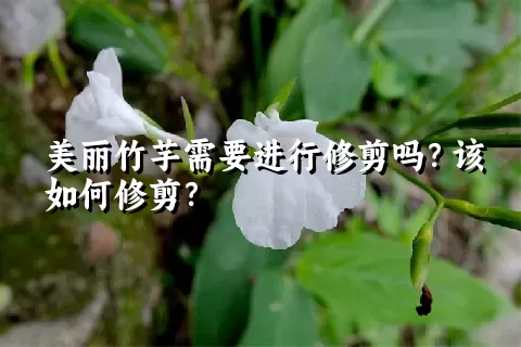 美丽竹芋需要进行修剪吗？该如何修剪？