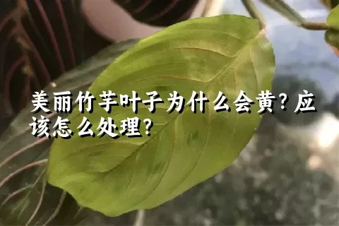 美丽竹芋叶子为什么会黄？应该怎么处理？