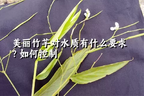 美丽竹芋对水质有什么要求？如何控制