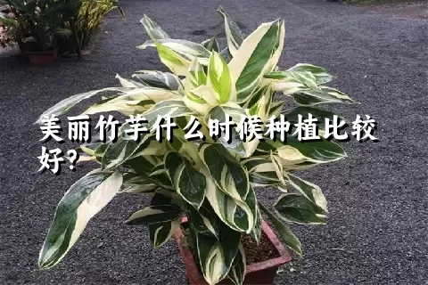 美丽竹芋什么时候种植比较好？