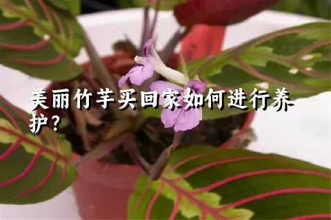 美丽竹芋买回家如何进行养护？