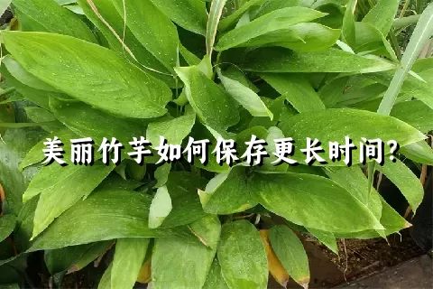 美丽竹芋如何保存更长时间？