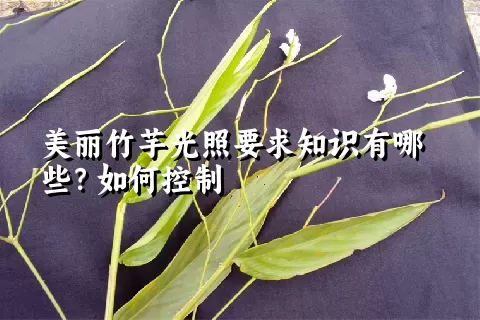 美丽竹芋光照要求知识有哪些？如何控制